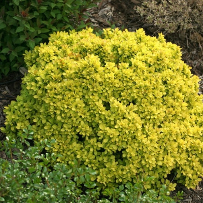  Барбарис (Berberis) тунб. Аурея d9 