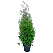  Туя (Thuja) западная Брабант 4л h80-100 