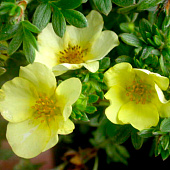 Лапчатка (Potentilla) кустарниковая Катерина Дукс d9 h25 Лапчатка (Potentilla) кустарниковая Катерина Дукс d9 h25