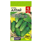 Огурец Алтай СА Сибирская Селекция! Огурец Алтай СА Сибирская Селекция!