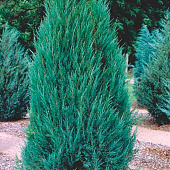  Можжевельник (Juniperus) скальный Блю Эрроу 2л h40-60 