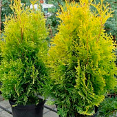  Туя (Thuja) западная Голден Смарагд d9 h10-20 