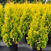 Туя (Thuja) западная Еллоу Риббон d9 h15-20 Туя (Thuja) западная Еллоу Риббон d9 h15-20