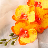 Цветы искусственные «Орхидея фаленопсис» премиум, 7?55 см, жёлтые Цветы искусственные «Орхидея фаленопсис» премиум, 7?55 см, жёлтые