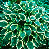 Хоста (Hosta) Соу Свит d12 Хоста (Hosta) Соу Свит d12