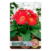 Гербера Колоблум Черри Лайт Ай Биотехника Горшечная Гербера Колоблум Черри Лайт Ай Биотехника Горшечная