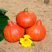 Тыква Сибирская малышка Агрос Тыква Сибирская малышка Агрос