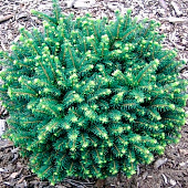  Ель (Picea) сербская Карел 2л h20-25 