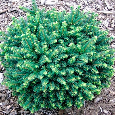  Ель (Picea) сербская Карел 2л h20-25 