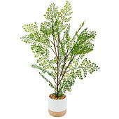  Папоротник курчавый в цементном горшке, Д125 Ш125 В710 