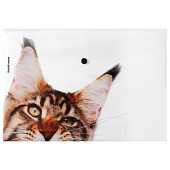 Папка на кнопке А4 ErichKrause Hiding Cats, с рисунком 160 мкм, ассорти, 61155