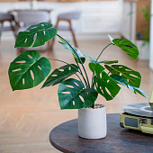 Монстера в керамическом горшке, Д120 Ш120 В700 Монстера в керамическом горшке, Д120 Ш120 В700