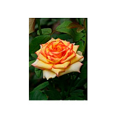  Роза Амбианс Садовый Шмель 