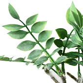 Искусственный цветок в горшке Замиокулькас 8,5х22 см 9789754 Искусственный цветок в горшке Замиокулькас 8,5х22 см 9789754