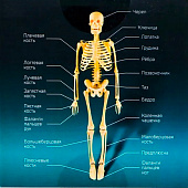 ЭВРИКИ Набор для опытов "Скелет человека" 7647805 ЭВРИКИ Набор для опытов "Скелет человека" 7647805