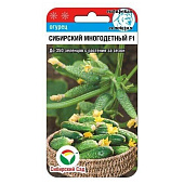 Огурец Сибирский многодетный СибСад Р- Огурец Сибирский многодетный СибСад Р-