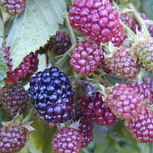 Ежевика (Rubus) кустистая Торнфри d9 h20-30 18шт Ежевика (Rubus) кустистая Торнфри d9 h20-30 18шт