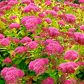 Спирея (Spiraea) японская Голден Принцесс d9 h10-20 18шт Спирея (Spiraea) японская Голден Принцесс d9 h10-20 18шт