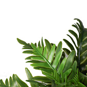 Искусственный цветок в горшке Папоротник премиум экстра 21х9,5 см, зелёный 10463218 Искусственный цветок в горшке Папоротник премиум экстра 21х9,5 см, зелёный 10463218