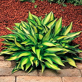 Хоста (Hosta) Лексайд Литтл Тафт d12 Хоста (Hosta) Лексайд Литтл Тафт d12