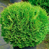  Туя (Thuja) западная Тини Тим 2л h20 