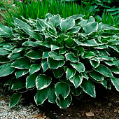 Хоста (Hosta) Франсе d12 Хоста (Hosta) Франсе d12