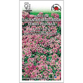 Алиссум Пасхальная шляпка Темно-Розовая, ЗС Алиссум Пасхальная шляпка Темно-Розовая, ЗС
