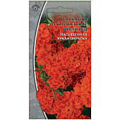 Бархатцы Русти ред, ВХ Бархатцы Русти ред, ВХ