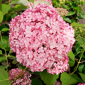 Гортензия (Hydrangea) древ. Стэнд Ап Пинк d9 Гортензия (Hydrangea) древ. Стэнд Ап Пинк d9