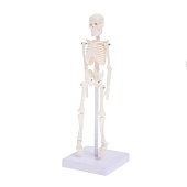 ЭВРИКИ Набор для опытов "Скелет человека" 7647805 ЭВРИКИ Набор для опытов "Скелет человека" 7647805