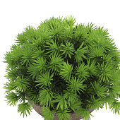  Растение искусственное в кашпо, h 13 см, 10922-5717 