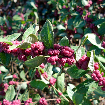  Снежноягодник (Symphoricarpos) Хенаульта Хенкок d9 h40 