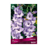  Гладиолус Тритон 10-12/ Поиск 5шт 