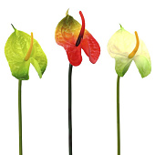 Искусственный цветок Антуриум, h-60 см, микс, 10922-9565, 271637 Искусственный цветок Антуриум, h-60 см, микс, 10922-9565, 271637