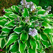  Хоста (Hosta) Вайд Брим d12 