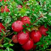  Клюква (Vaccinium) крупноплодная Ховес d9 h50-60 