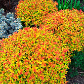 Спирея (Spiraea) японская Голдфлейм d9 h10 Спирея (Spiraea) японская Голдфлейм d9 h10