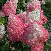 Гортензия (Hydrangea) метельчатая Ванилла Фрейз d9 h25-35 