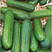 Огурец Беби Мини чудо F1 6шт, СР Огурец Беби Мини чудо F1 6шт, СР