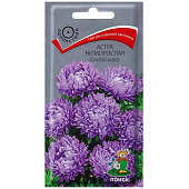 Астра Голубой ковер низкорослая Астра Голубой ковер низкорослая