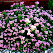  Спирея (Spiraea) японская Литл Принцесс d9 h20 