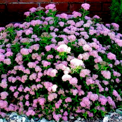  Спирея (Spiraea) японская Литл Принцесс d9 h20 
