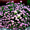  Спирея (Spiraea) японская Литл Принцесс d9 h20 