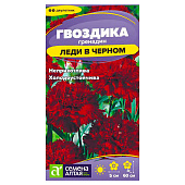 Цветы Гвоздика гренадин Леди в черном СА Цветы Гвоздика гренадин Леди в черном СА