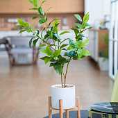  Дерево в цементном горшке с подставкой из МДФ, Д140 Ш140 В790 