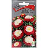 Астра Превосходный Гасфорд помпонная, Поиск Астра Превосходный Гасфорд помпонная, Поиск