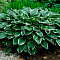  Хоста (Hosta) Франсе d12 