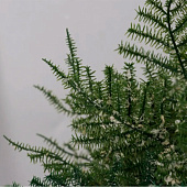 Искусственный цветок в горшке Нефролепсис галант, 20?10 см, зелёный Искусственный цветок в горшке Нефролепсис галант, 20?10 см, зелёный