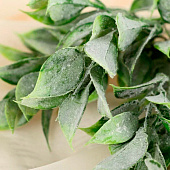 Букет искусственный «Травка широкие листья», 30 см 1049656 Букет искусственный «Травка широкие листья», 30 см 1049656