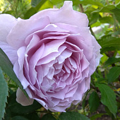  Роза флорибунда Новалис 